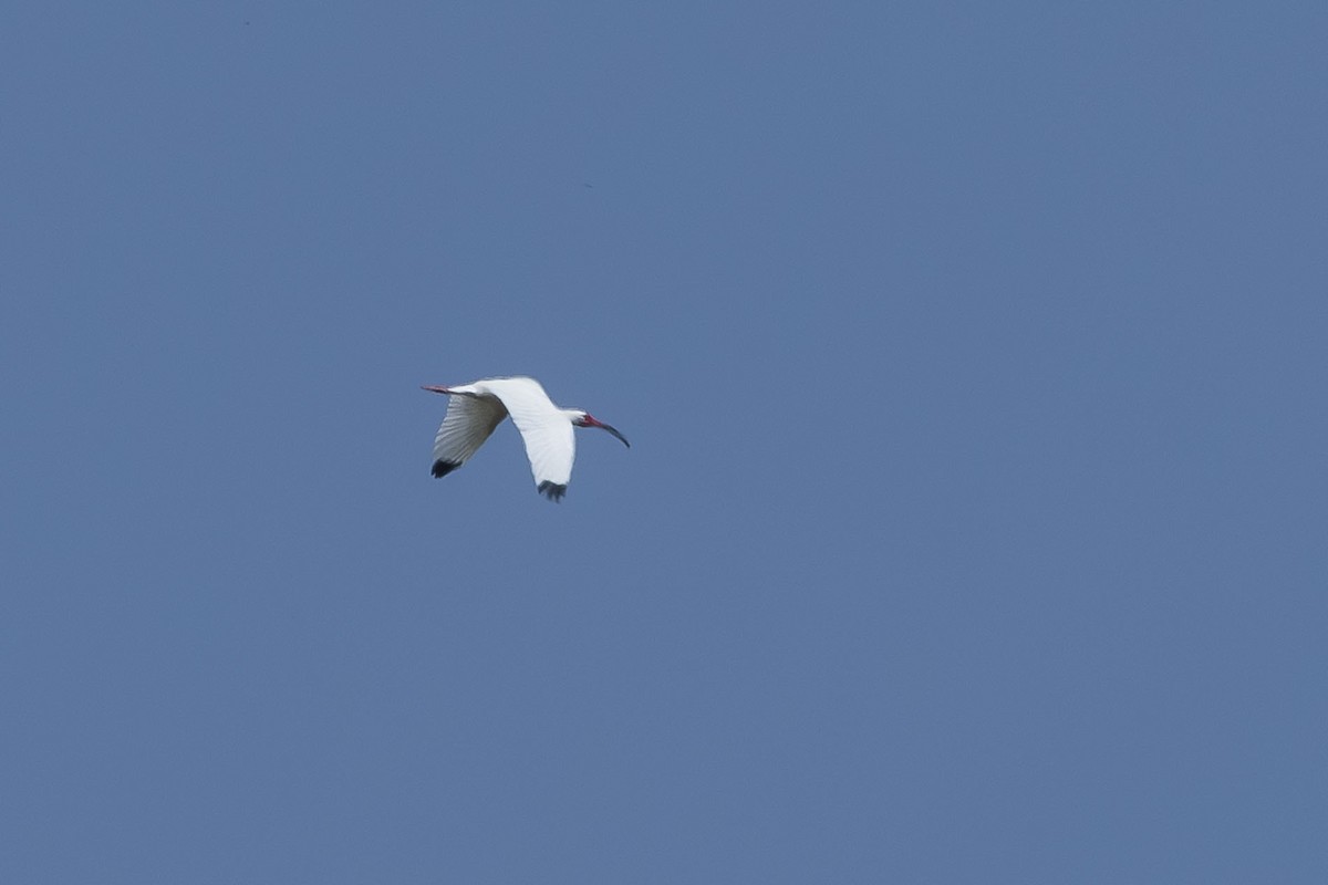 White Ibis - ML657849823