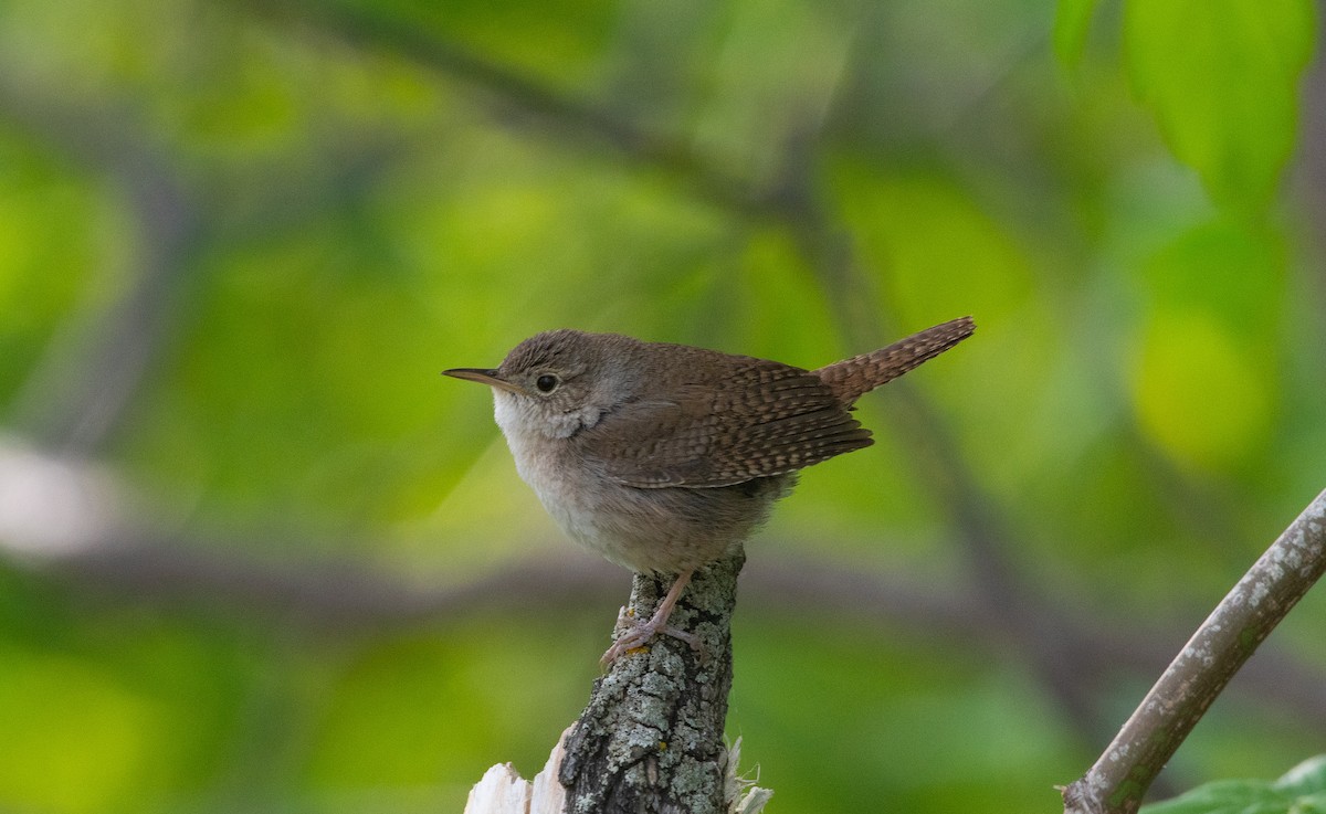Northern House Wren - ML657850198