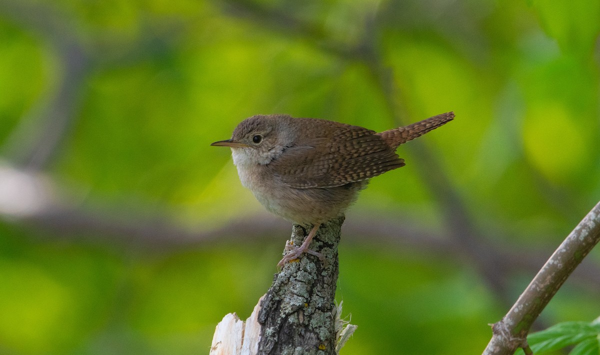 Northern House Wren - ML657850199