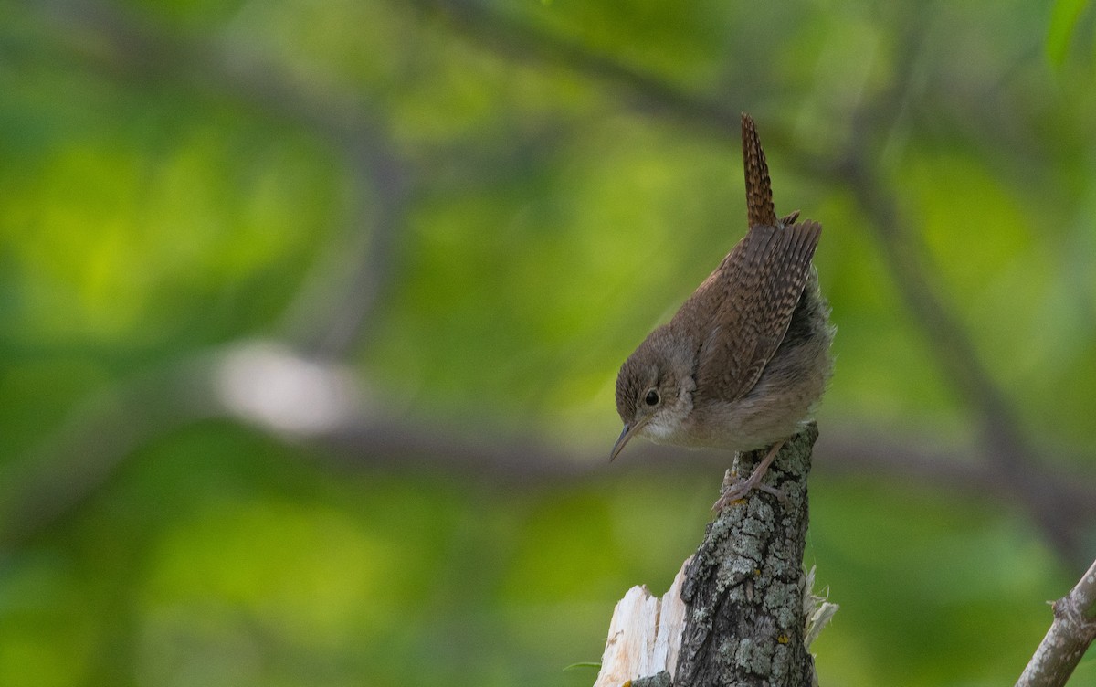 Northern House Wren - ML657850202