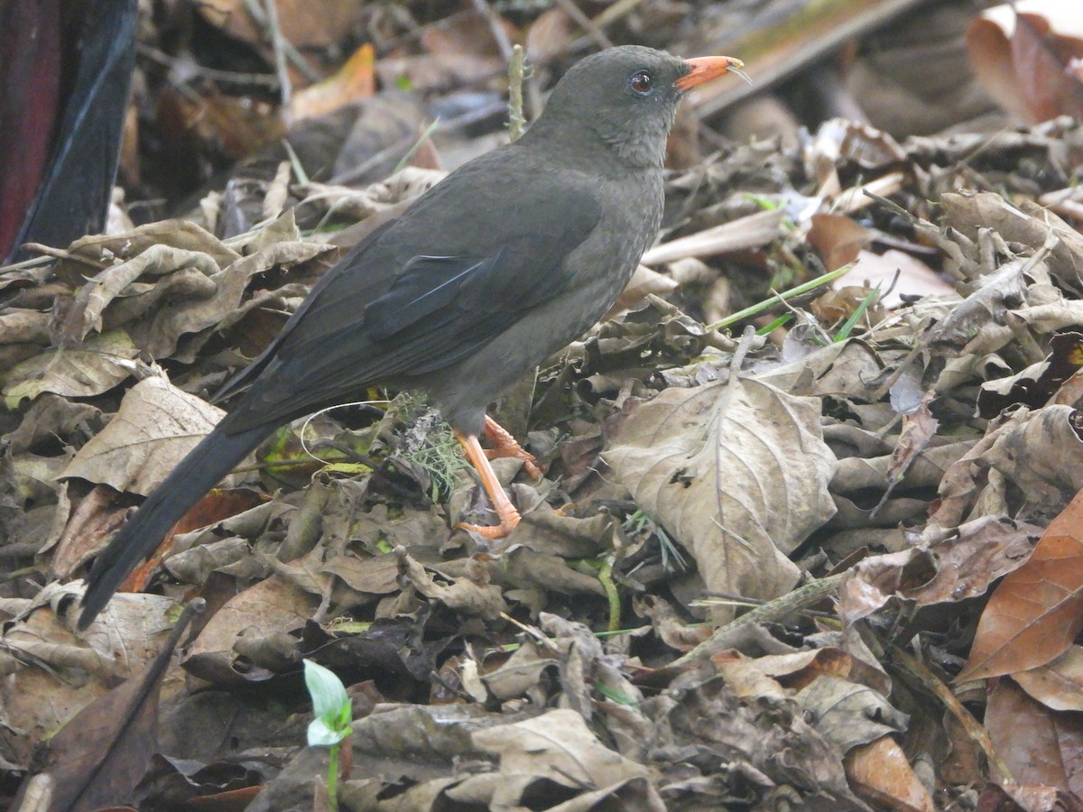 Great Thrush - ML657850225