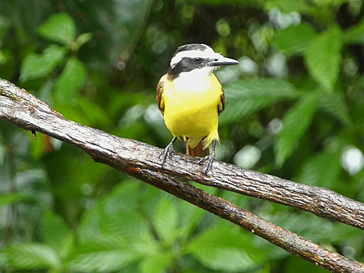 Great Kiskadee - ML657850265