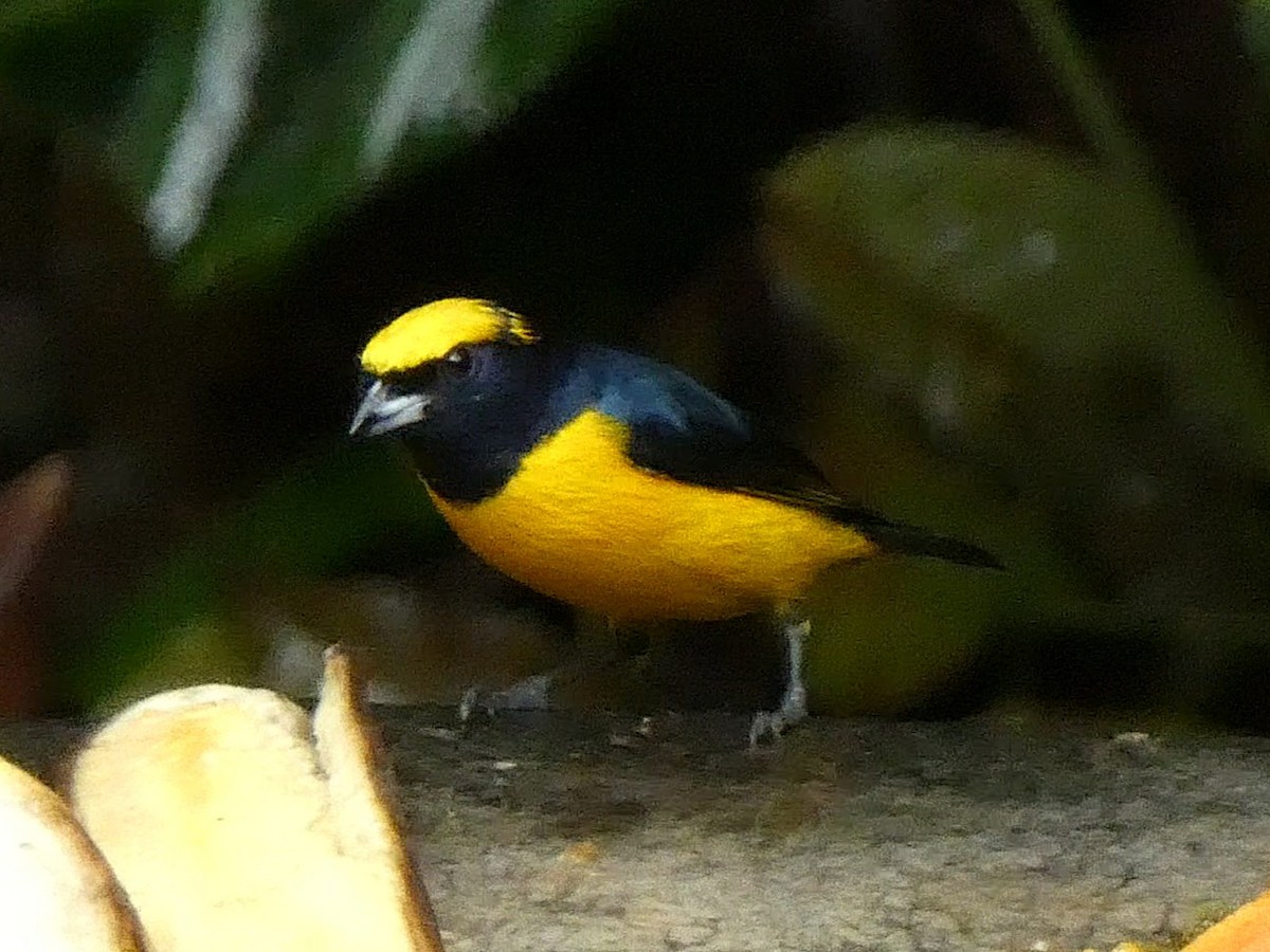Yellow-crowned Euphonia - ML657850289
