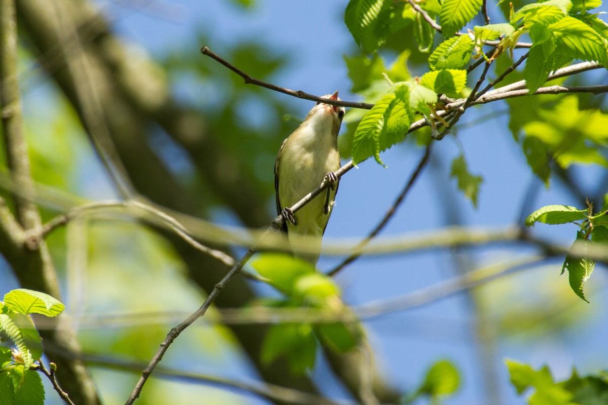 Eastern Warbling Vireo - ML657850551