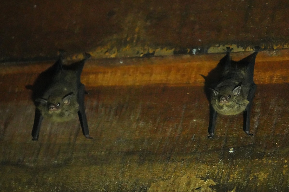Proboscis Bat - ML657851022