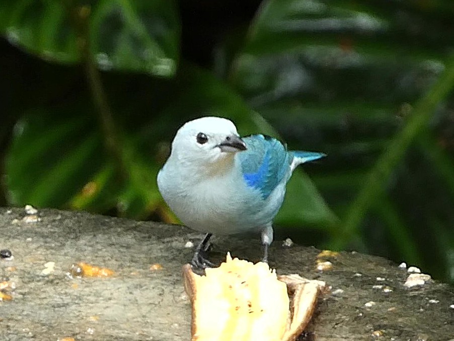 Blue-gray Tanager - ML657851049