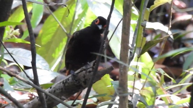 Black-spotted Bare-eye - ML657851178