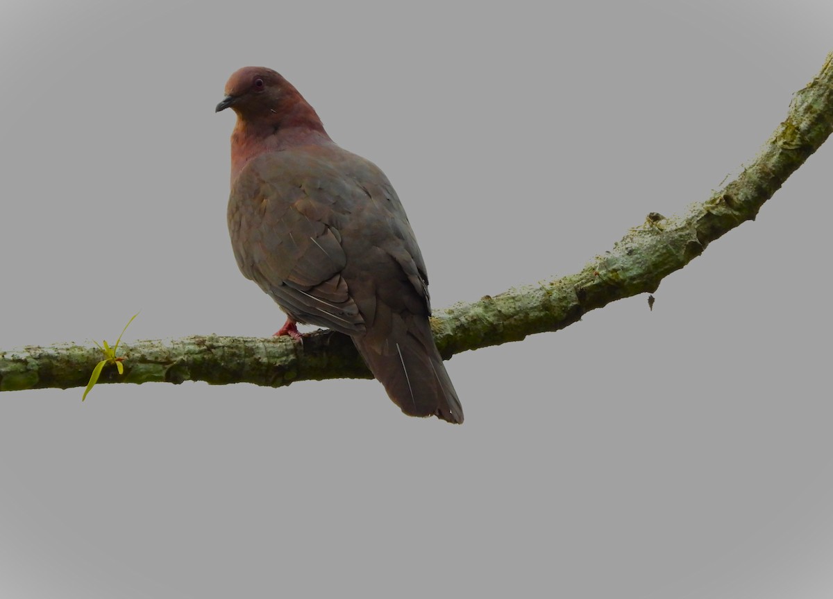 holub vínový [skupina purpureotincta] - ML657851415