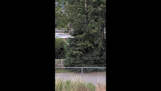 Bullock's Oriole - ML657851513