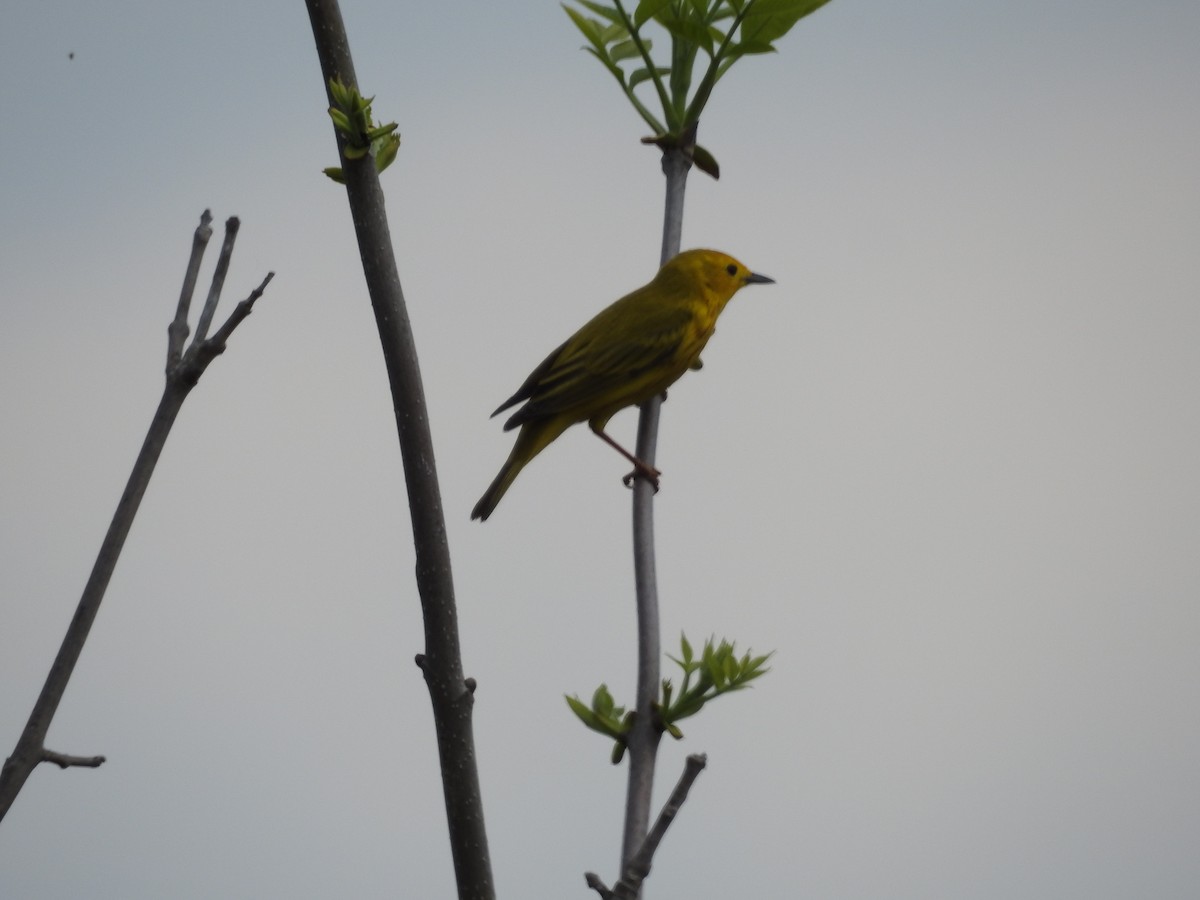 Northern Yellow Warbler - ML657851684