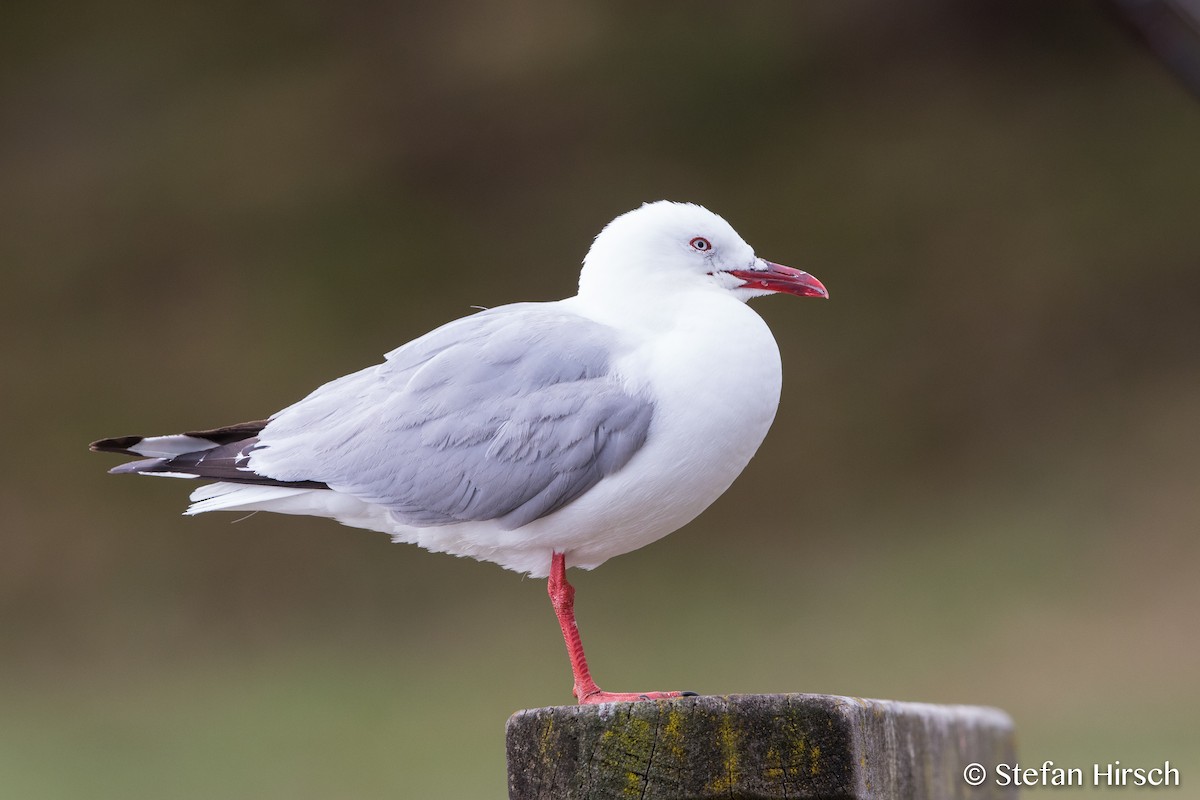 Silver Gull (Red-billed) - Stefan Hirsch