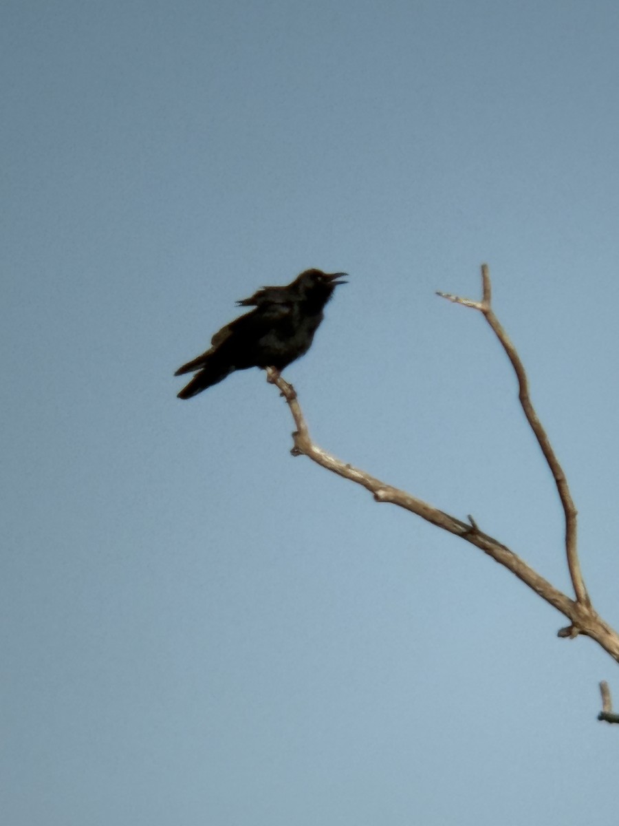 Balıkçı Karga - ML657851972