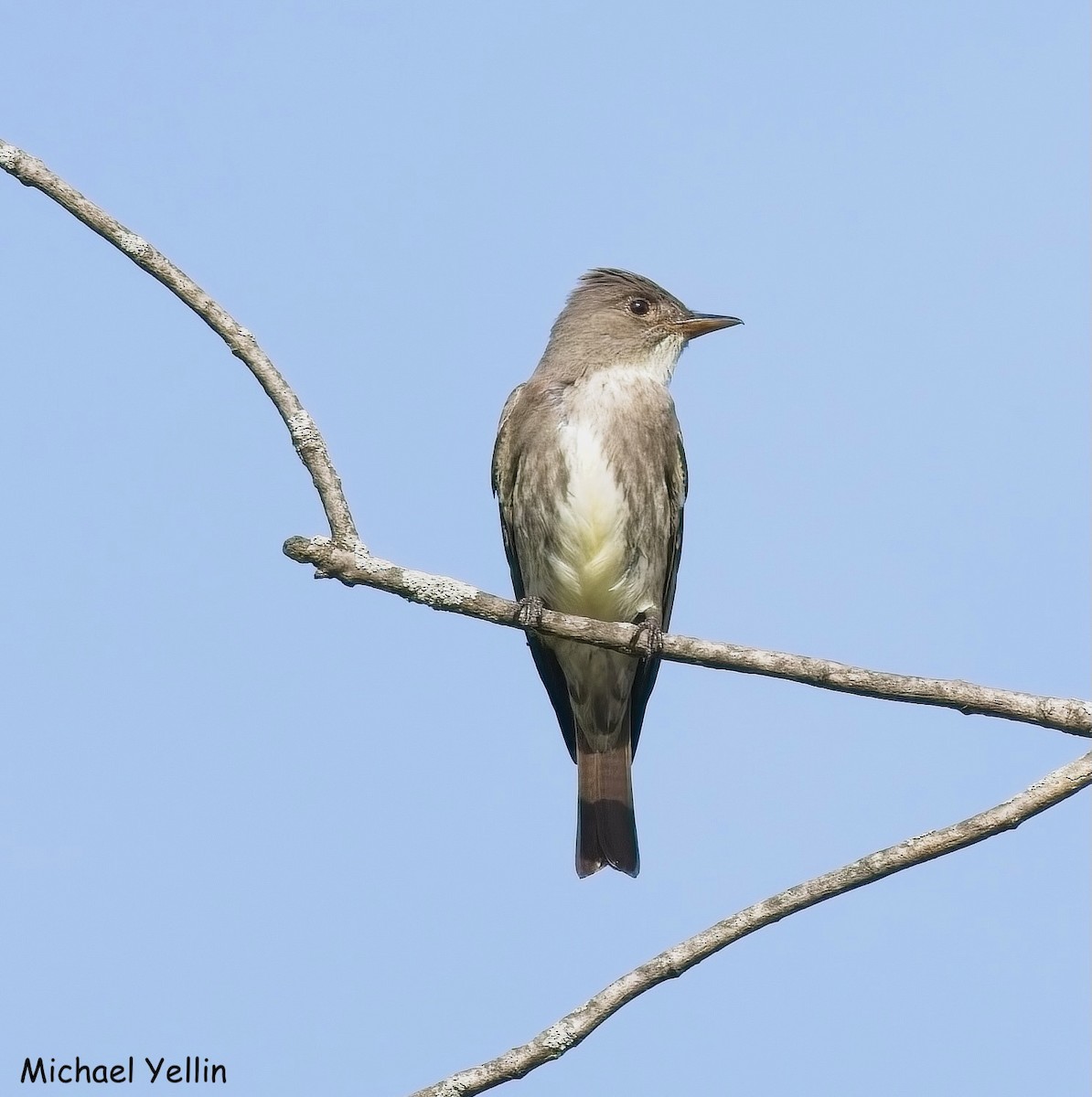 Olive-sided Flycatcher - ML657852041