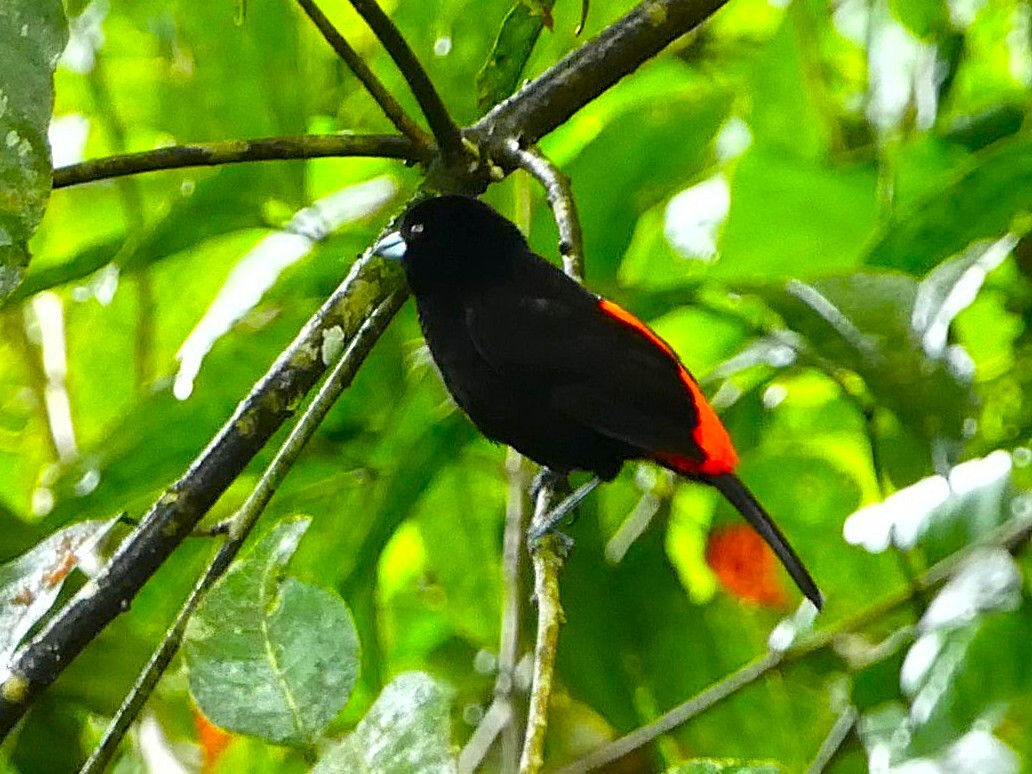 Scarlet-rumped Tanager - ML657852271