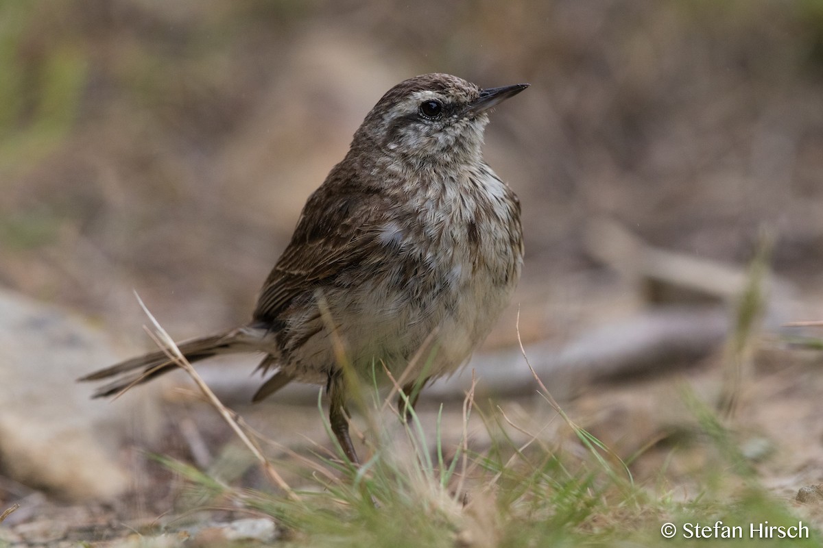 New Zealand Pipit - Stefan Hirsch