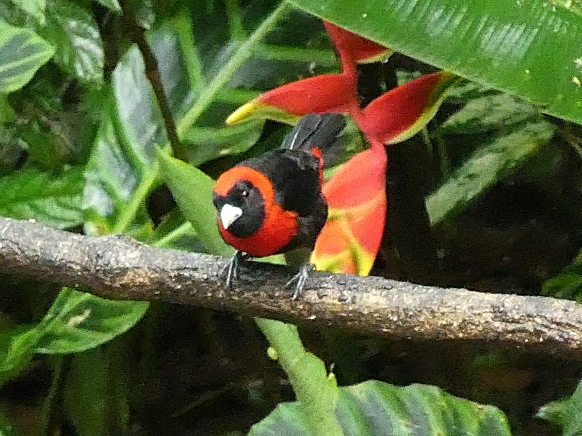 Crimson-collared Tanager - ML657853076