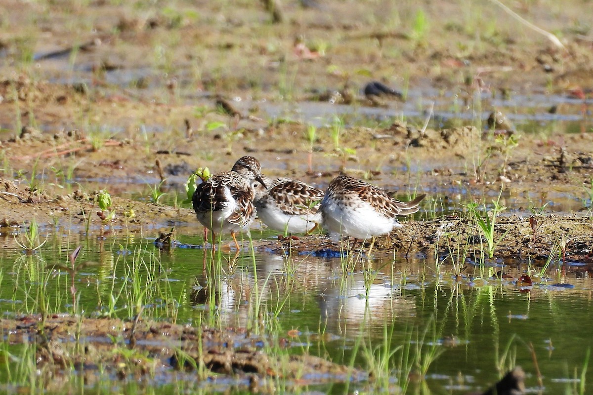Least Sandpiper - ML657853328