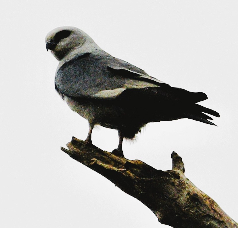 Missisipi Çaylağı - ML657853351