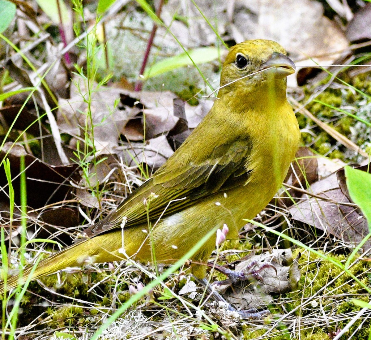 Kırmızı Piranga - ML657853473
