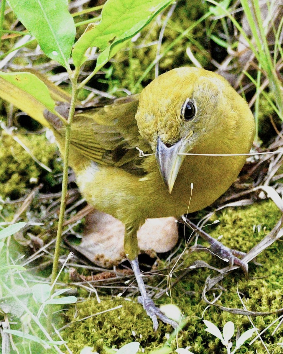 Kırmızı Piranga - ML657853510