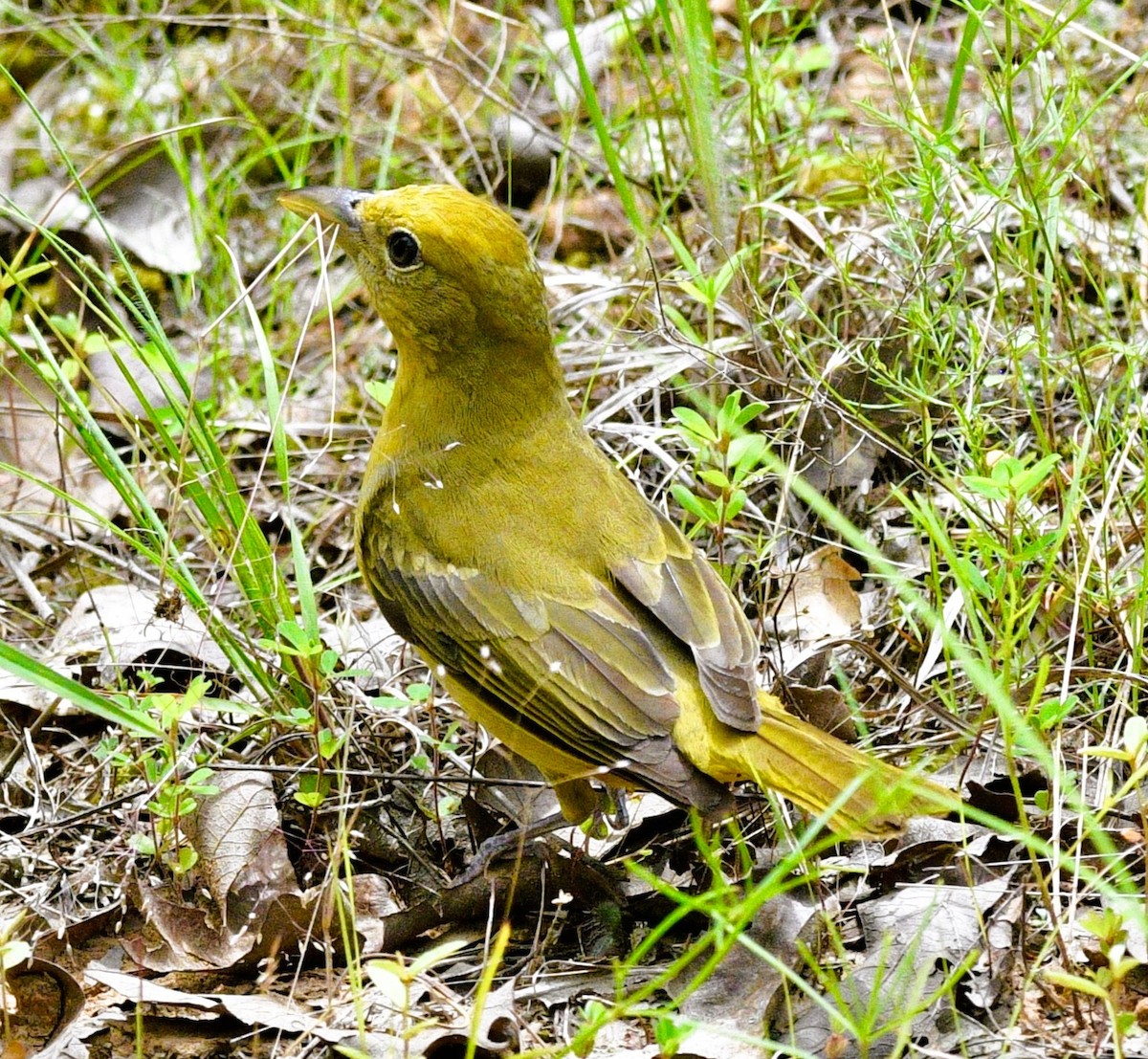 Kırmızı Piranga - ML657853526