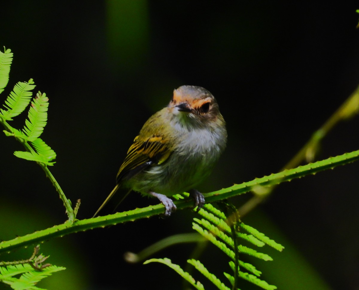 Rusty-fronted Tody-Flycatcher - ML657853743