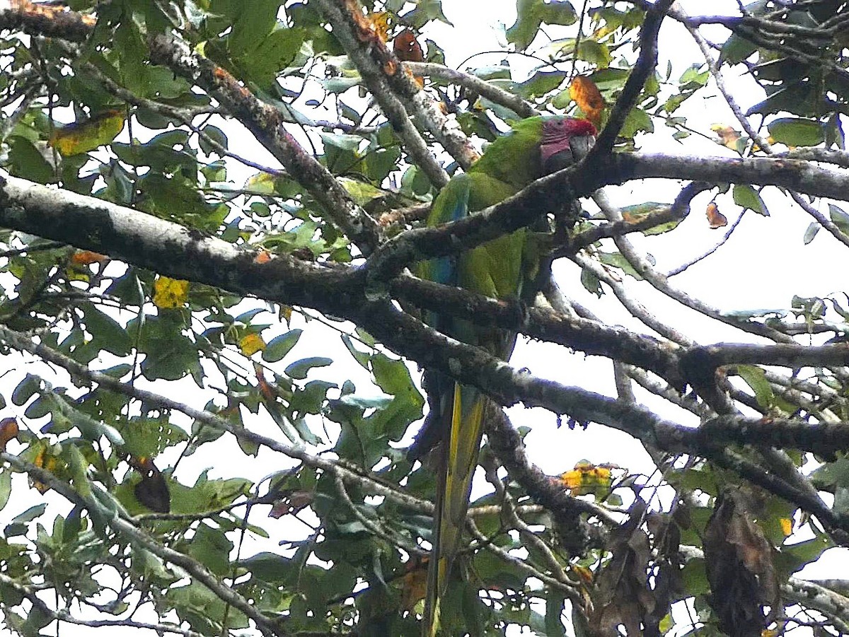 Great Green Macaw - ML657853901