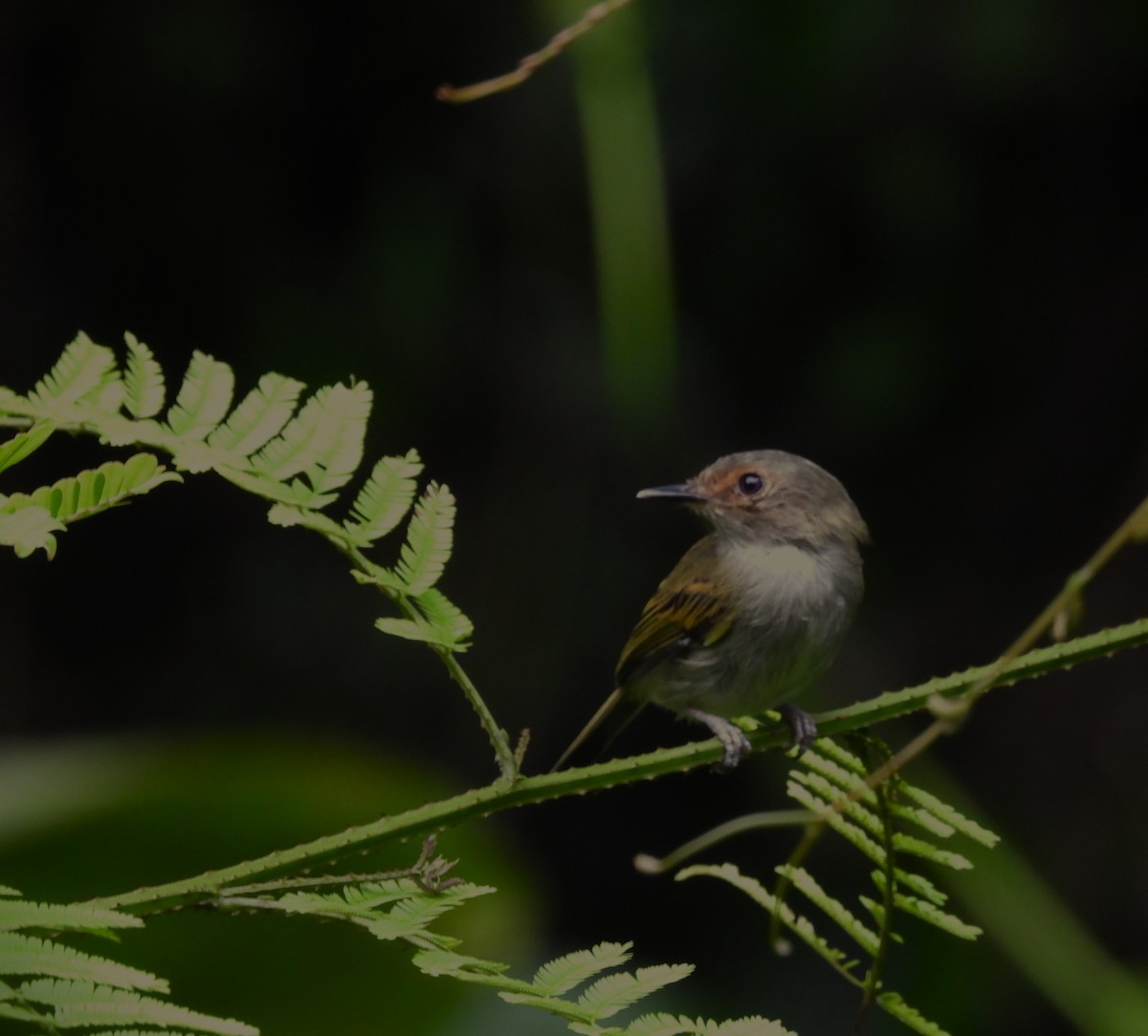 Rusty-fronted Tody-Flycatcher - ML657854007