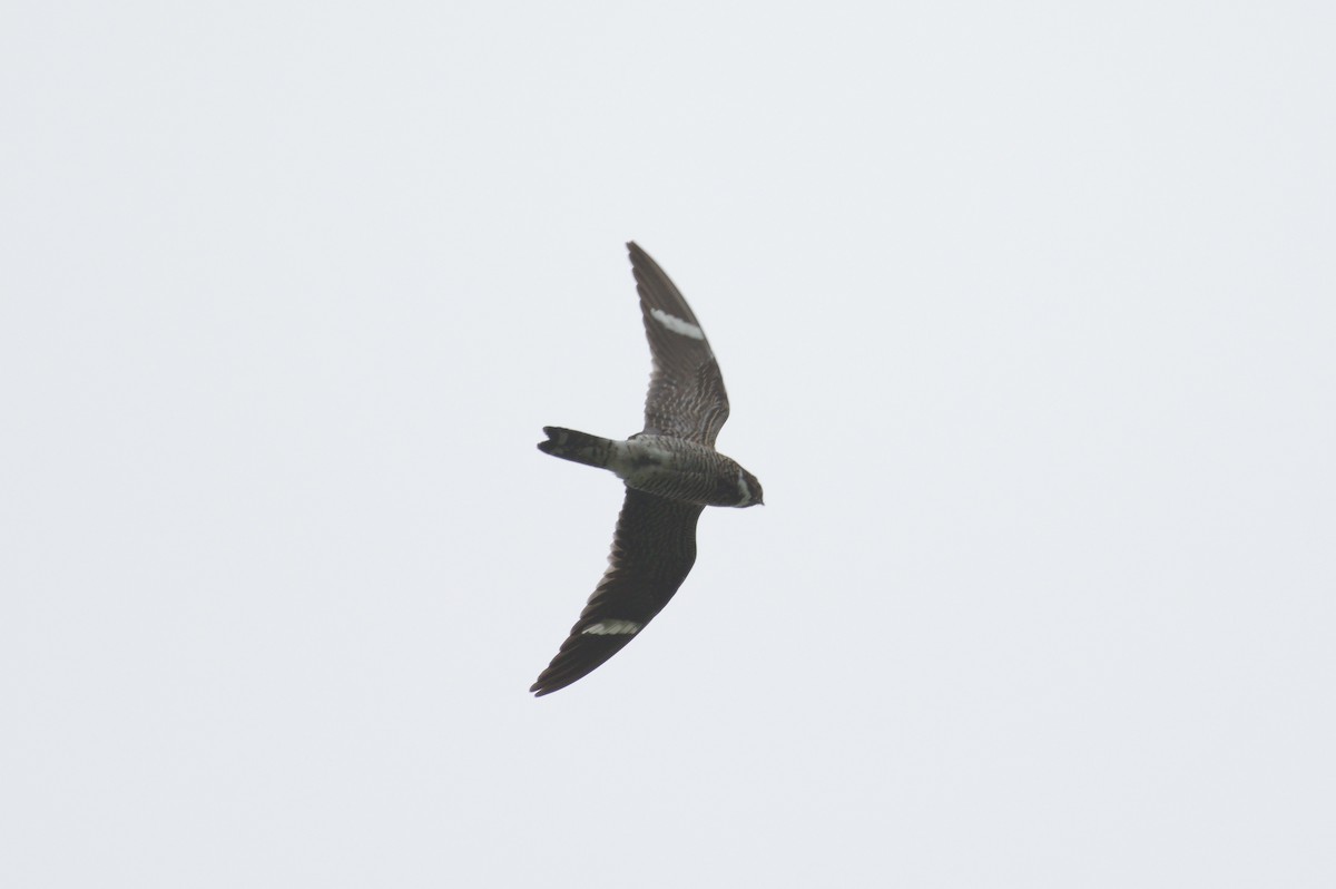 Common Nighthawk - ML657854082