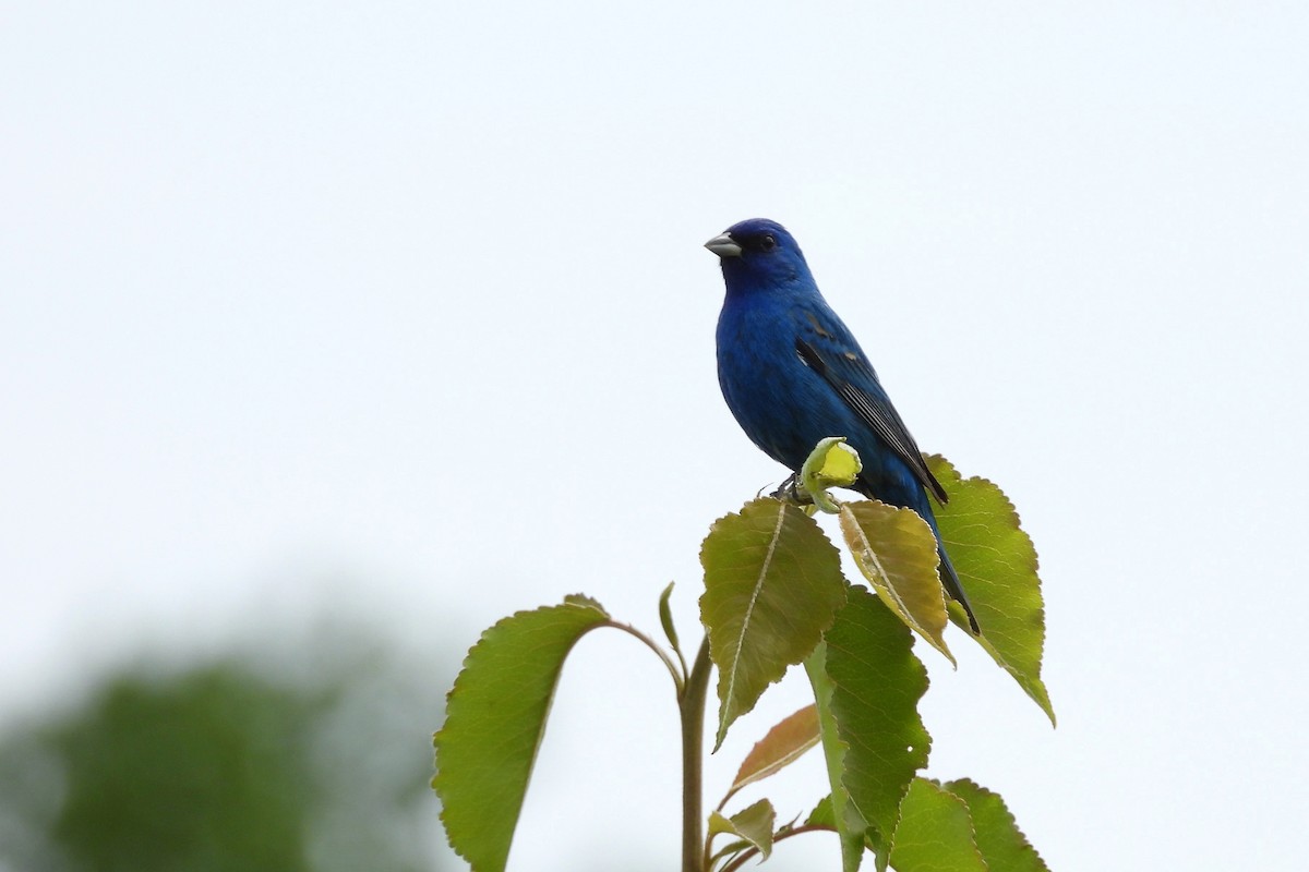 Indigo Bunting - ML657854412