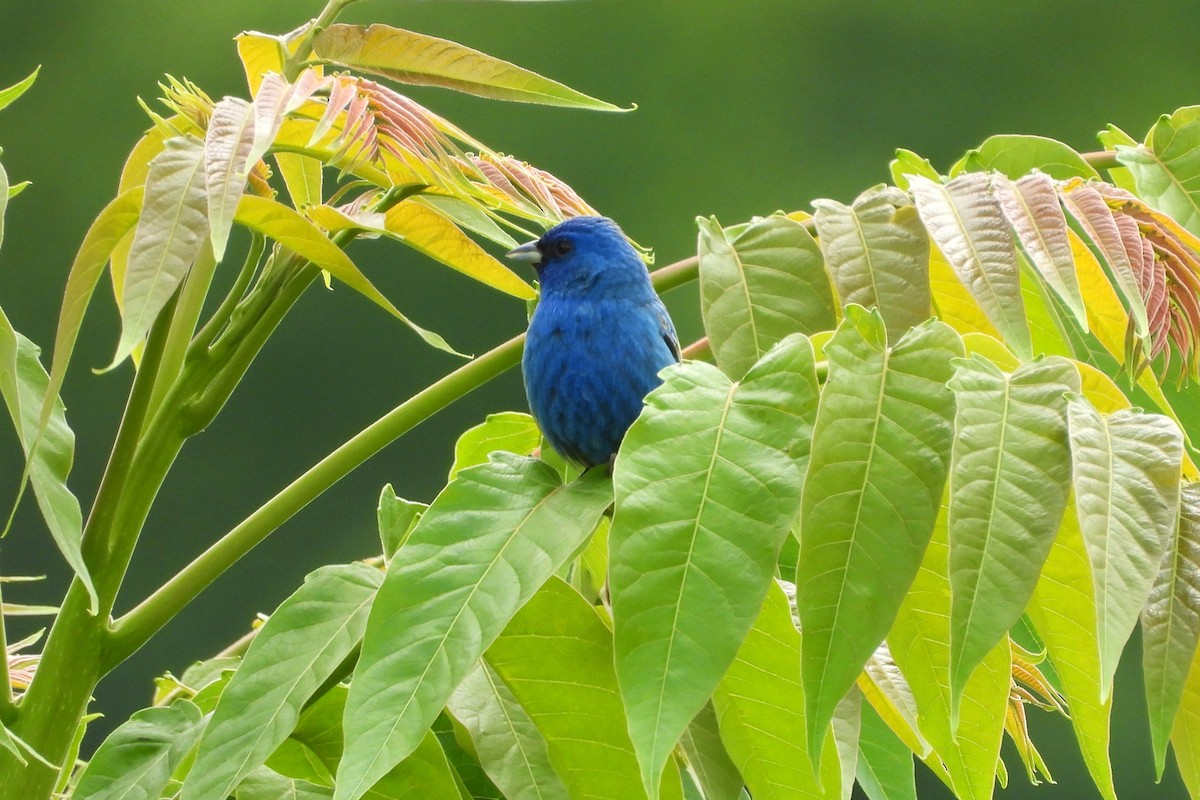 Indigo Bunting - ML657854432