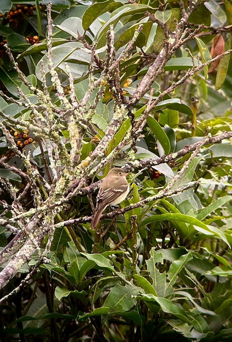 Small-billed Elaenia - ML657854508