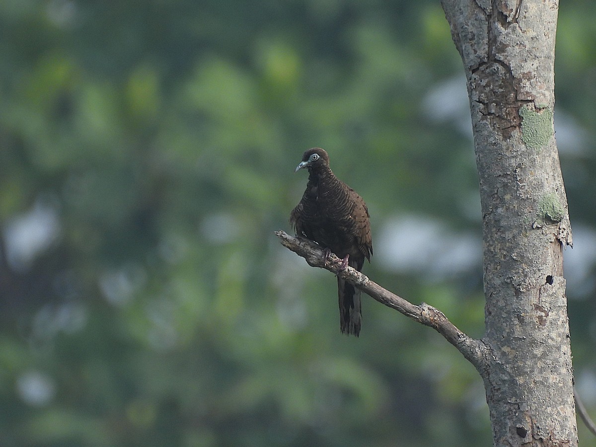 Zebra Dove - ML657854621