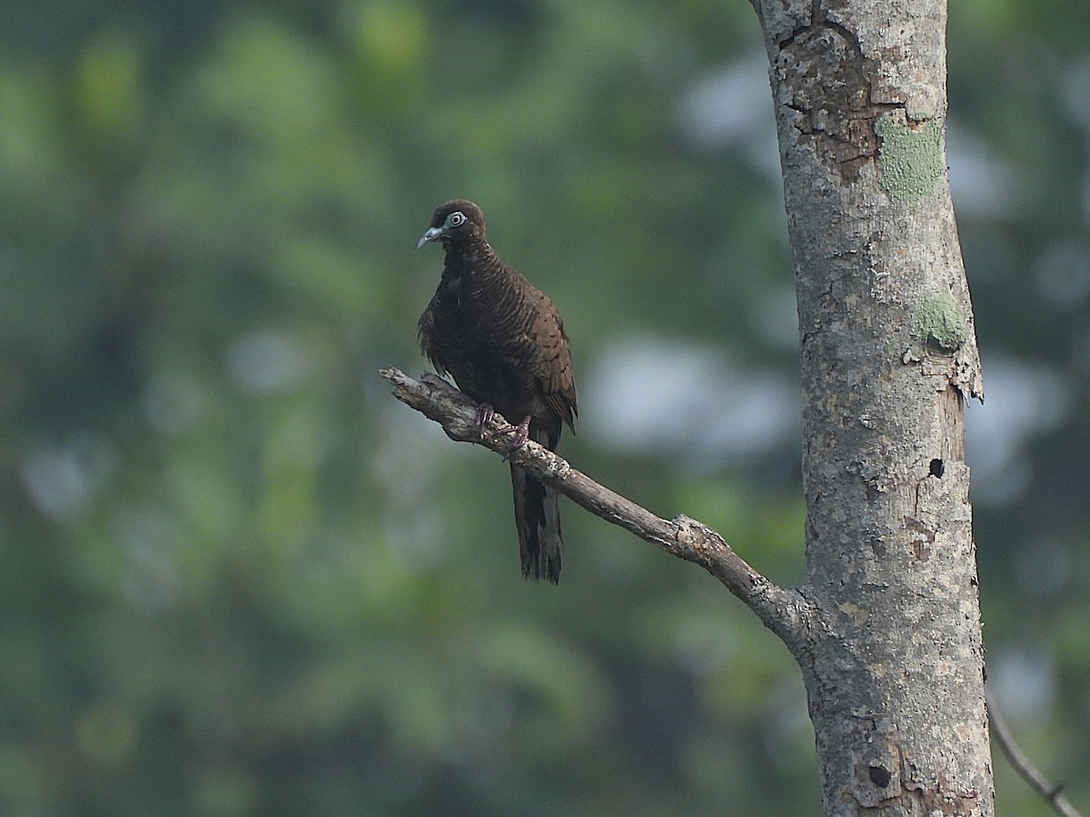 Zebra Dove - ML657854662