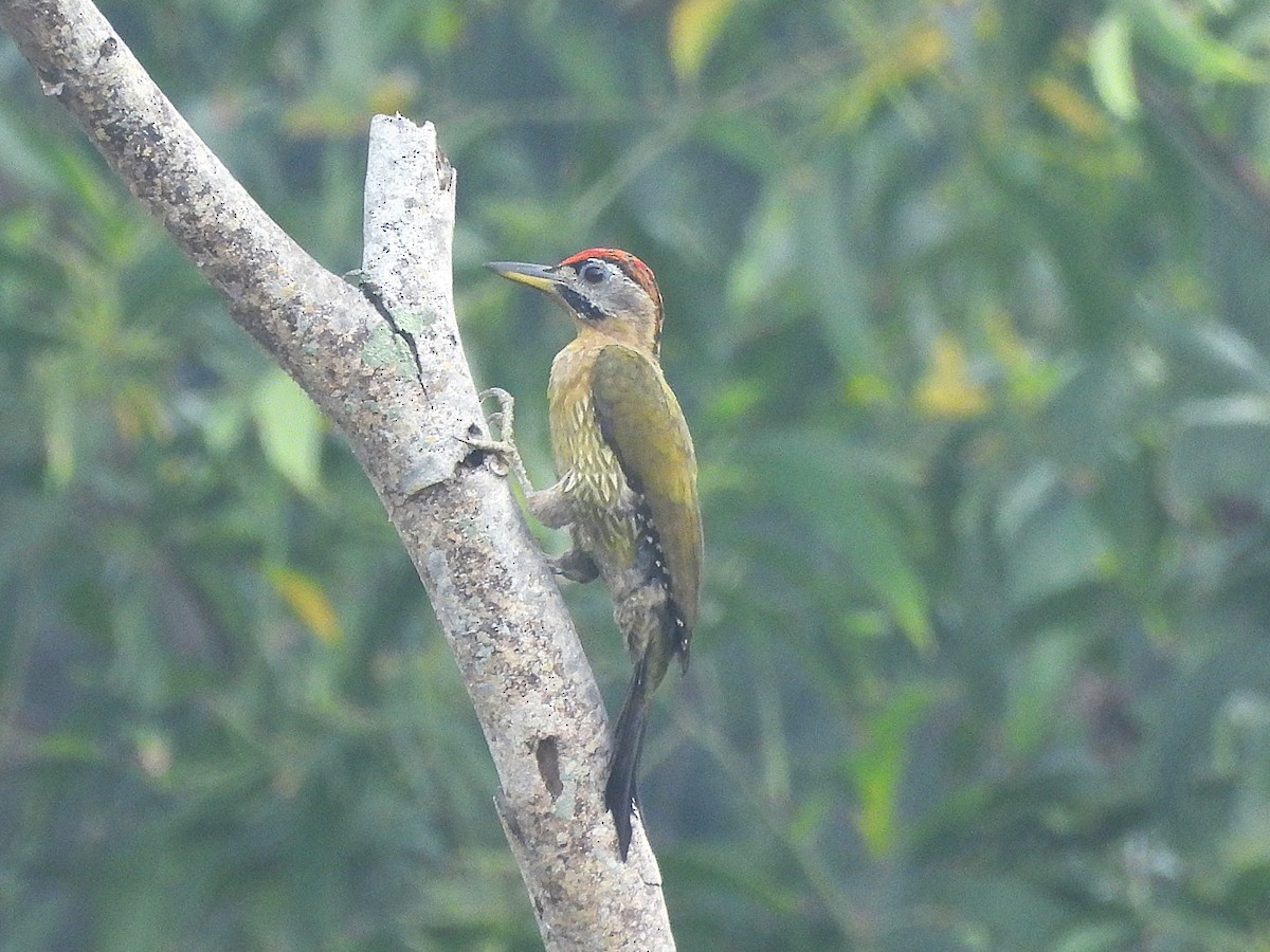Laced Woodpecker - ML657854737