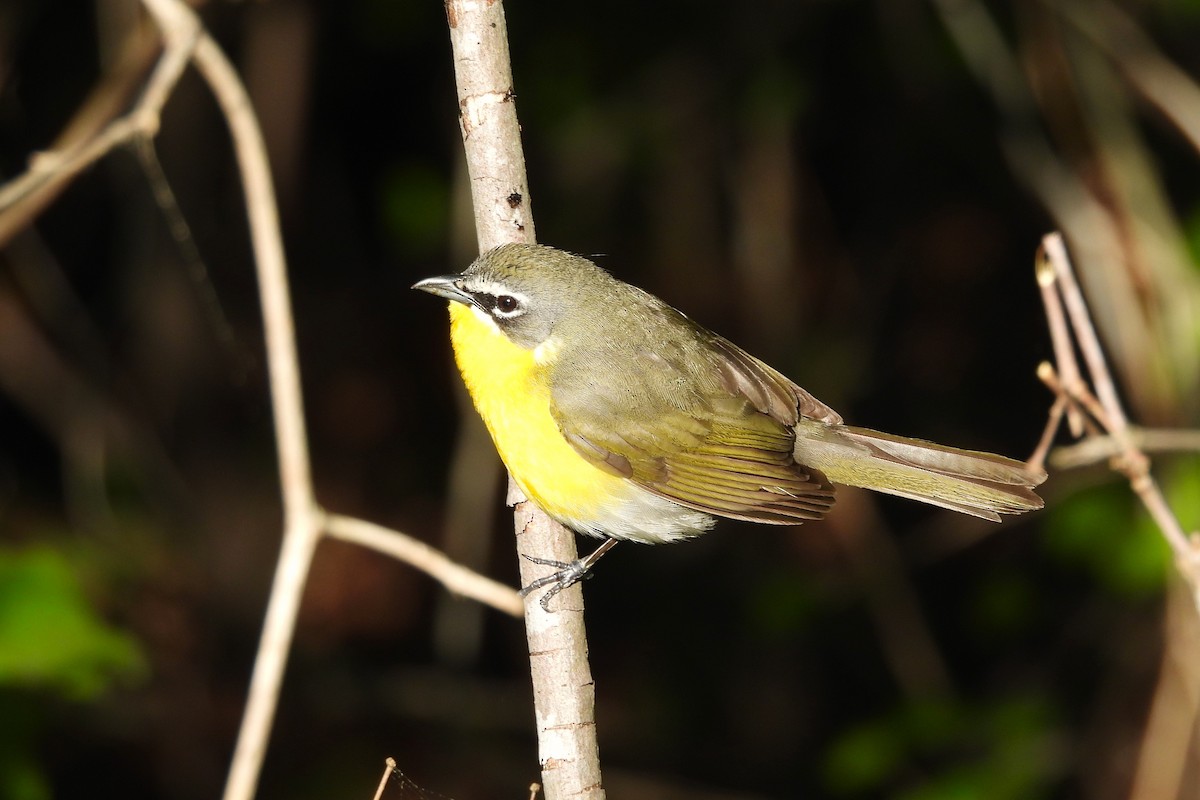 Yellow-breasted Chat - ML657854772