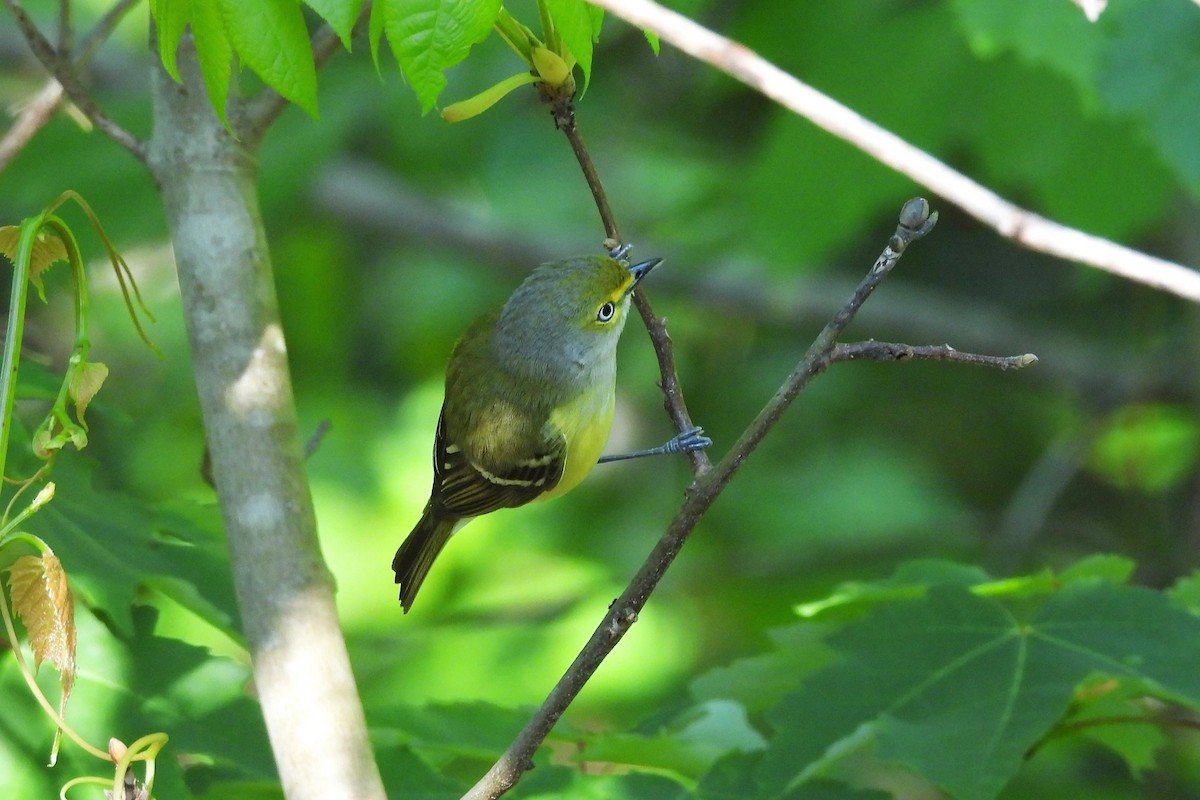 White-eyed Vireo - ML657854791