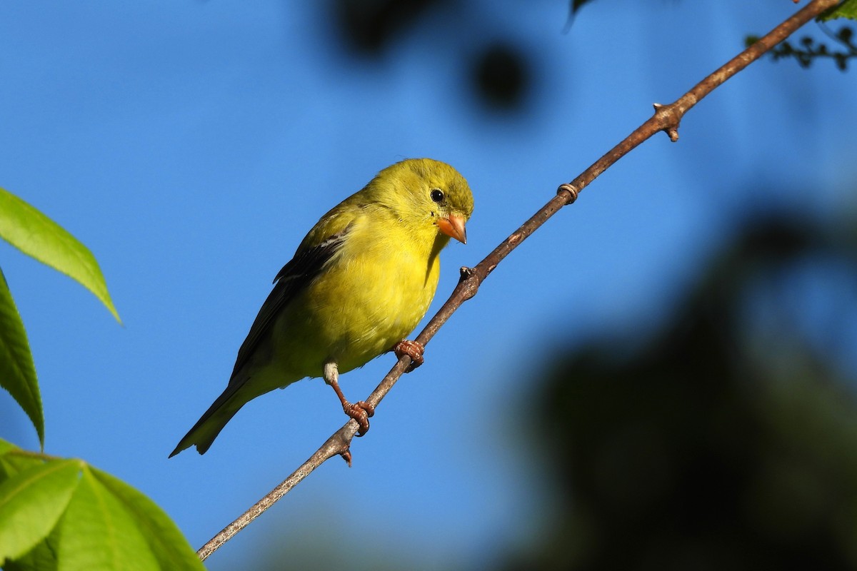 American Goldfinch - ML657854862