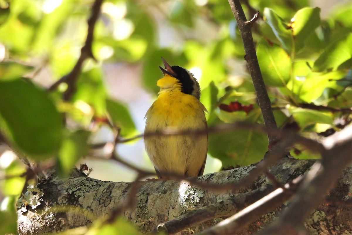 Common Yellowthroat - ML657854932