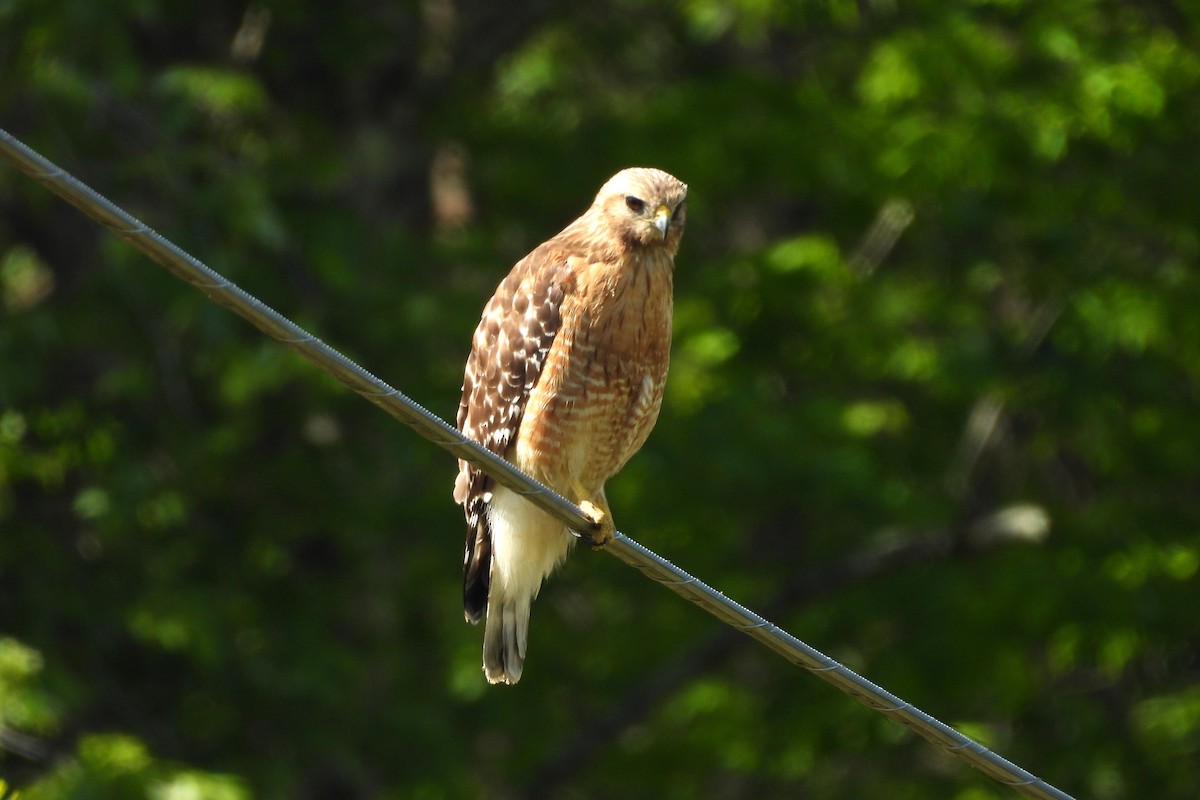 Red-shouldered Hawk - ML657855005