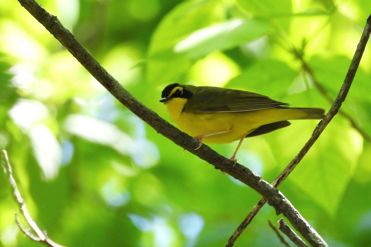 Kentucky Warbler - ML657855055