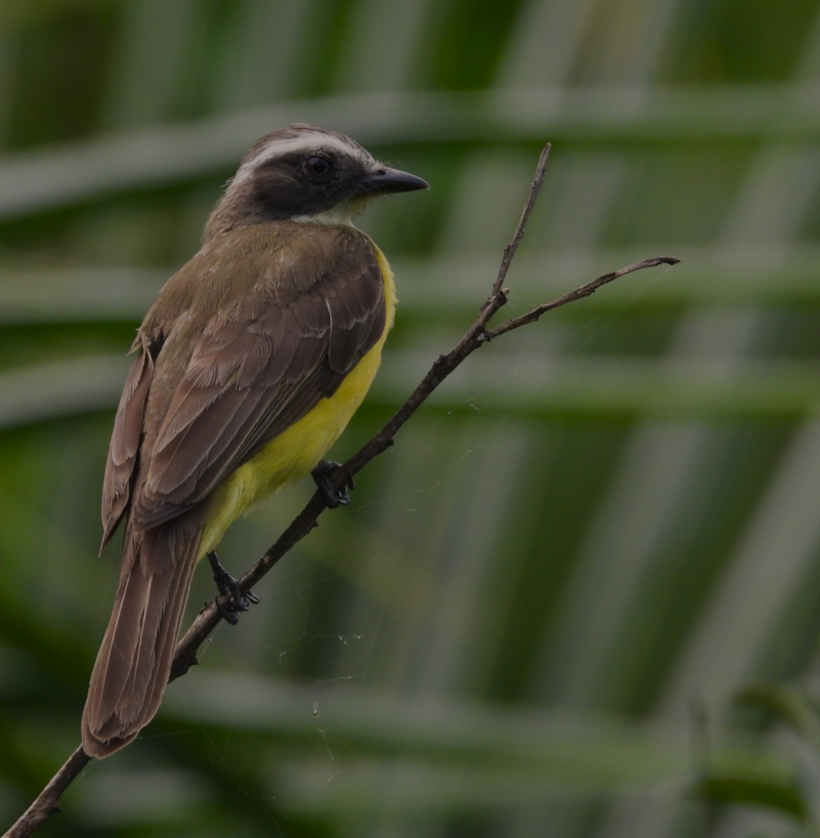 Social Flycatcher - ML657855640
