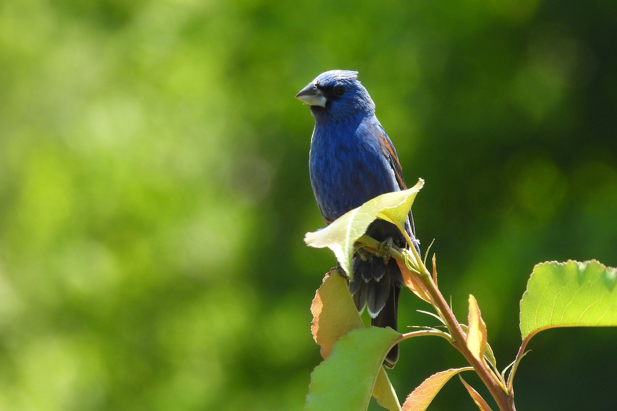 Blue Grosbeak - ML657855804