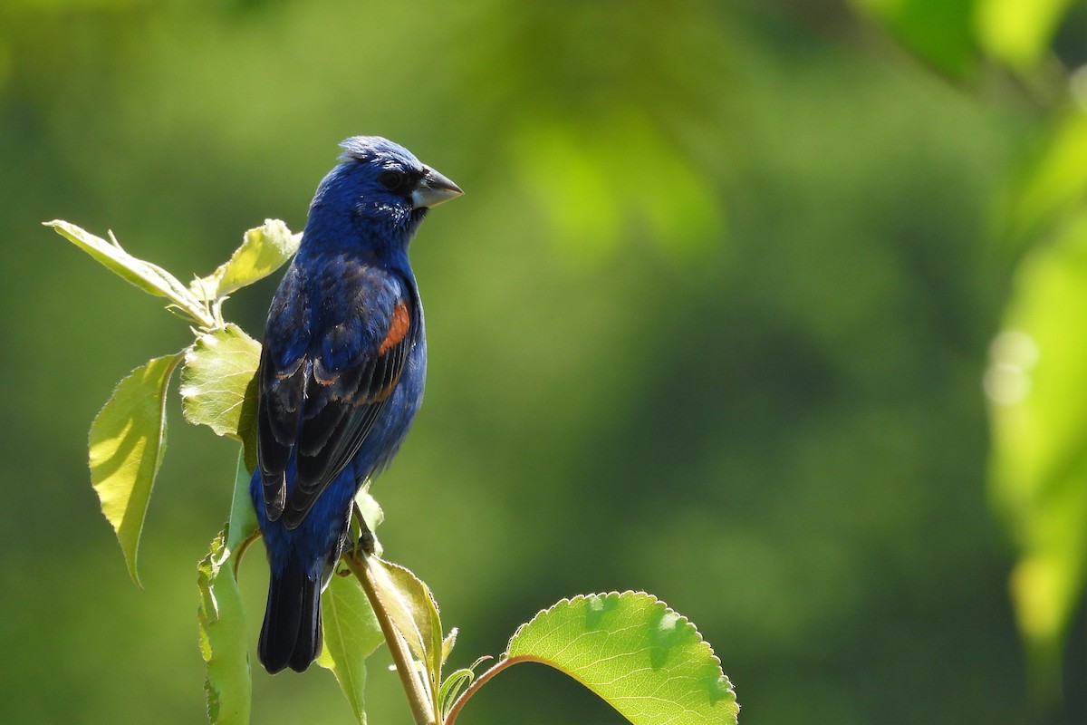 Blue Grosbeak - ML657855837