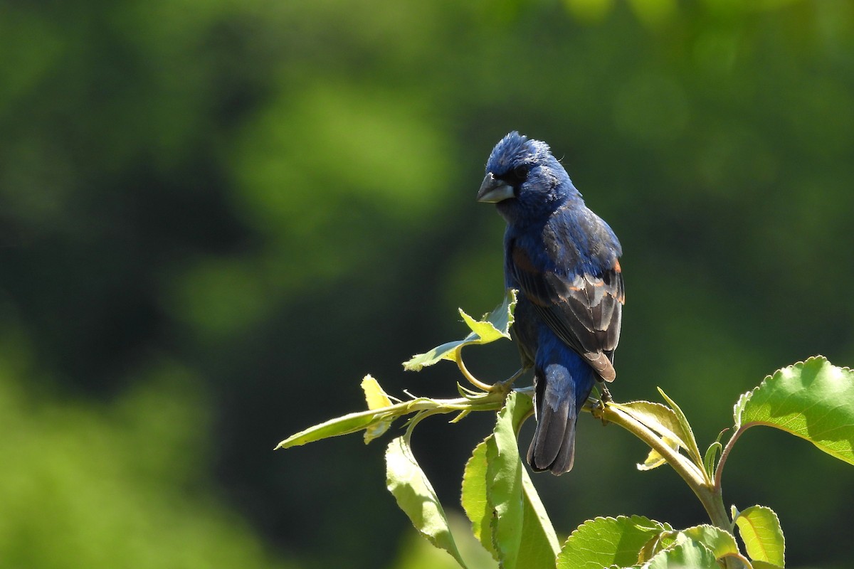 Blue Grosbeak - ML657855879