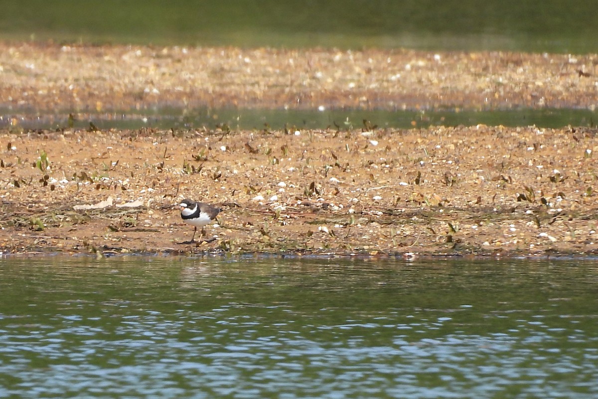 Semipalmated Plover - ML657856212