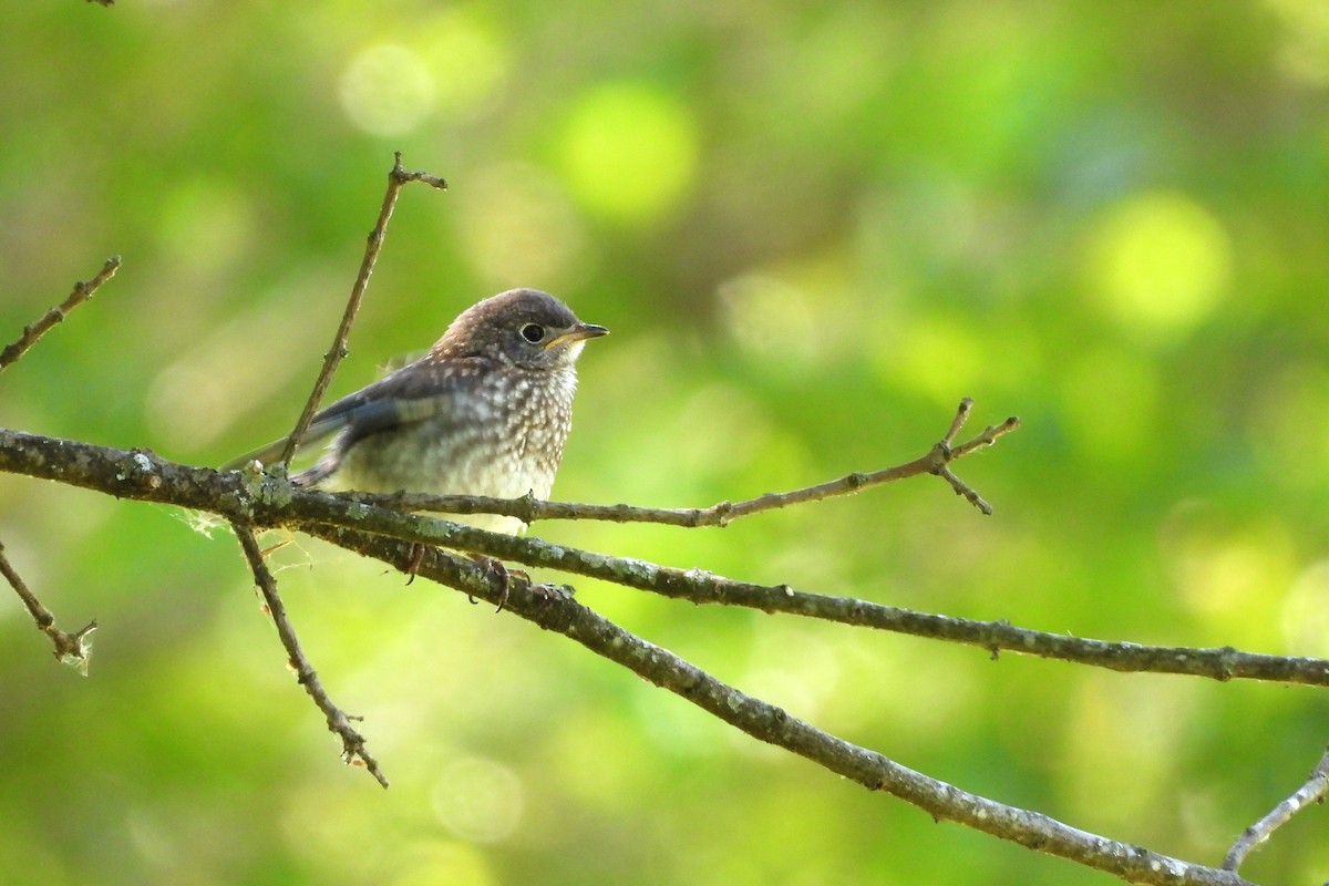 Eastern Bluebird - ML657856304