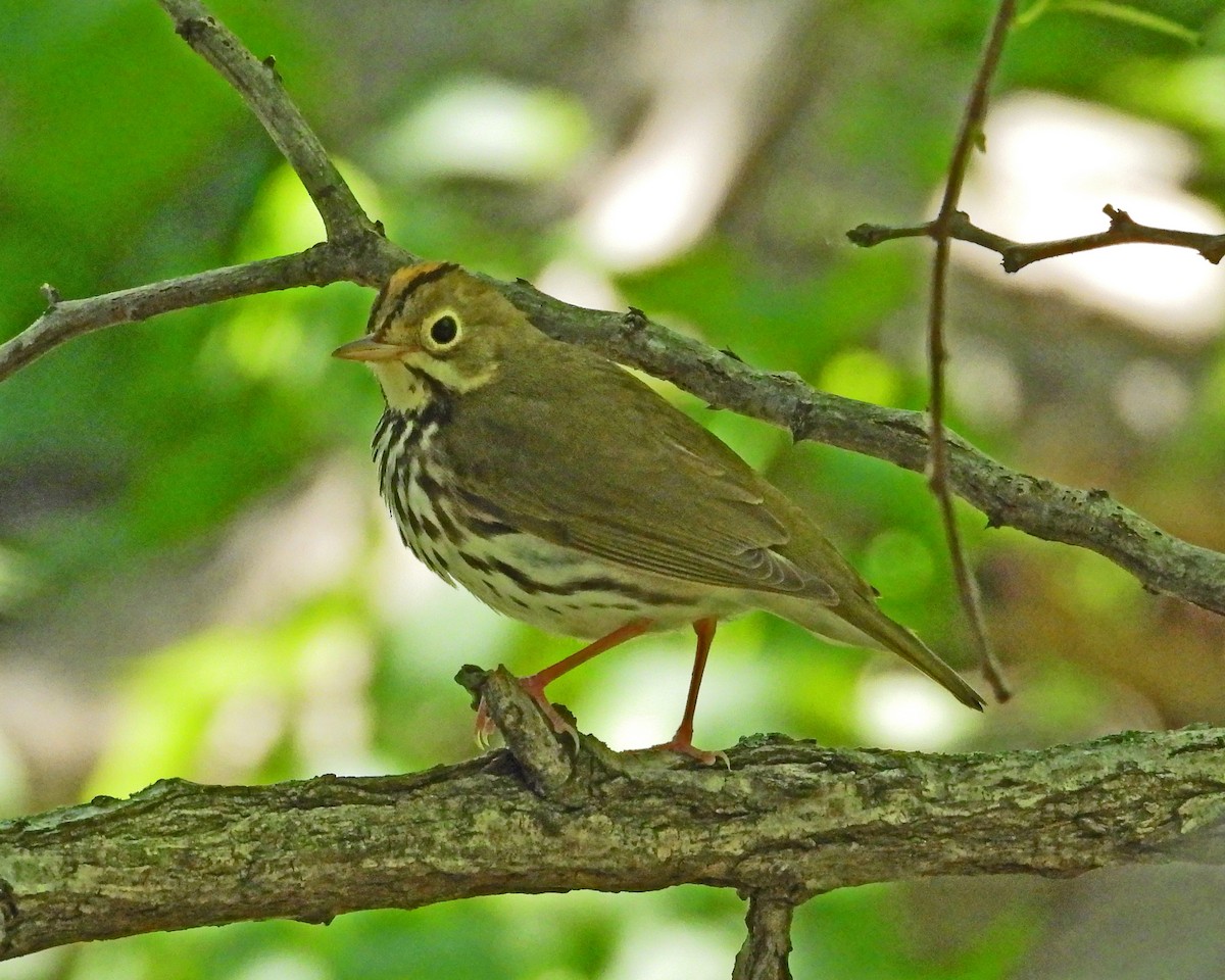 Ovenbird - ML657856341