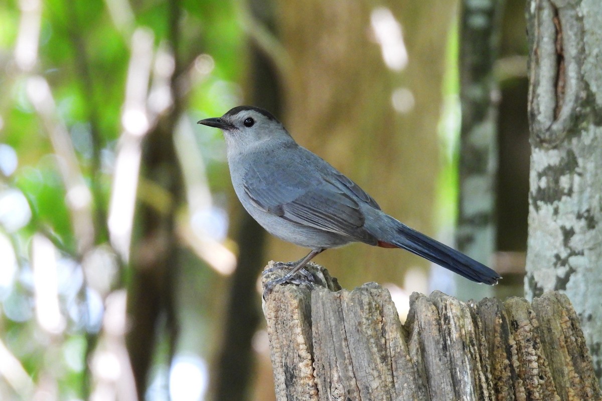 Gray Catbird - ML657856399
