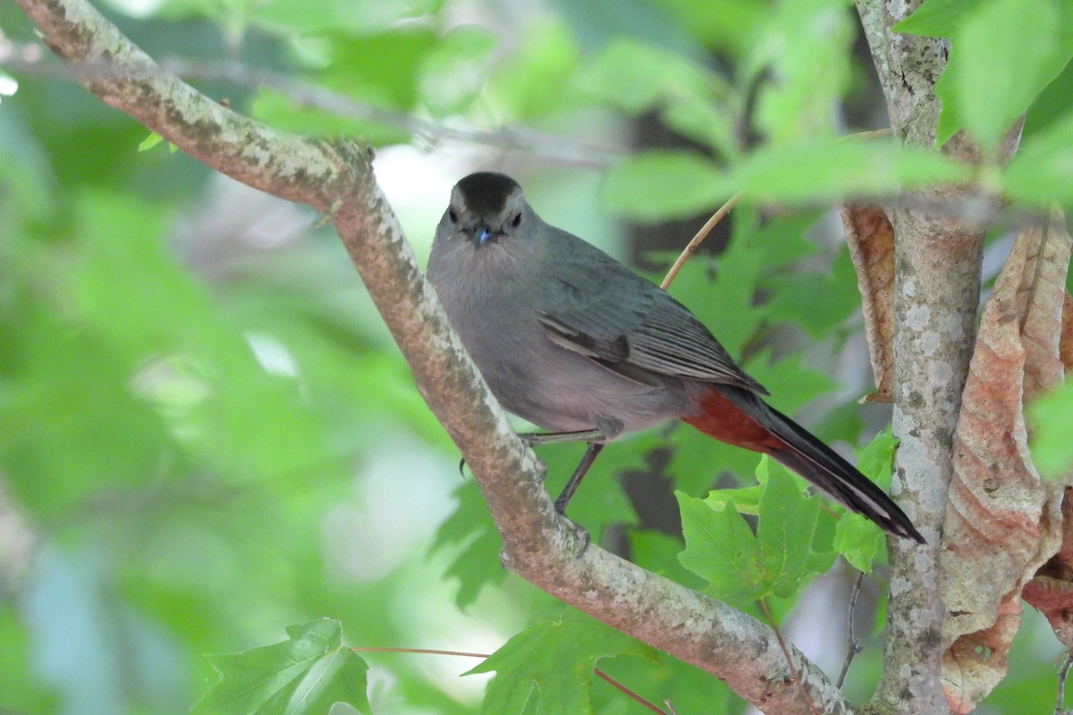 Gray Catbird - ML657856420